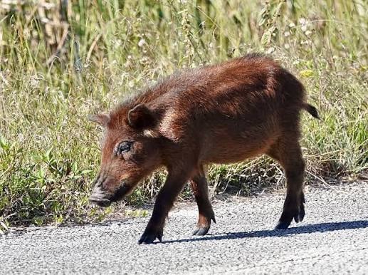 Florida wildlife near a trail